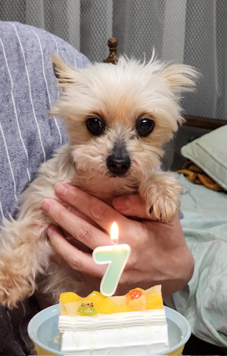 ヨーキーゆめちゃん7歳おめでとう🎊
我が家にきて２年、この１年は手術もなく元気に過ごせました☺️
あずきと仲良く過ごしてね

#ヨークシャーテリア
#繁殖引退犬　#ブリーダー廃業　#保護犬