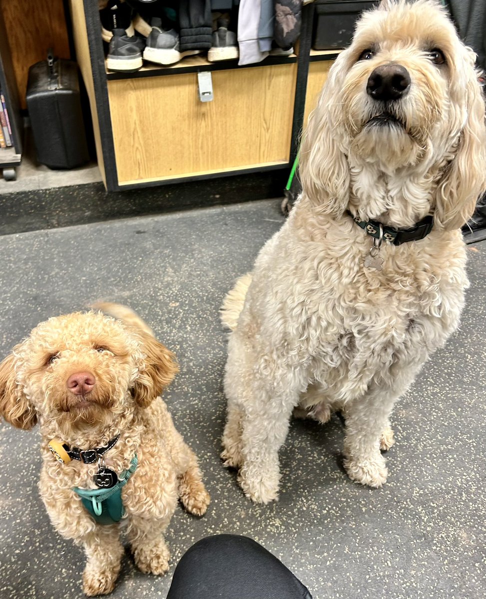 Emotional support pups everyday at Janssen field! Original King Stormy and little mayor Yogi 🐶 🐶