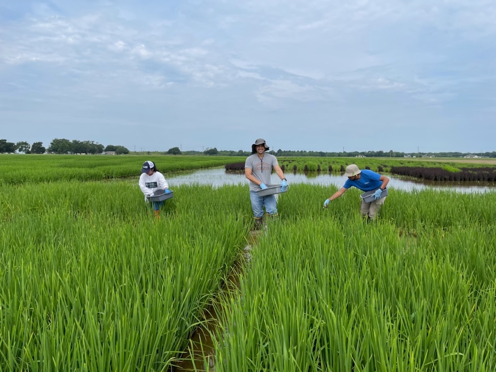 LSU Phytobacteriology Lab tweet media