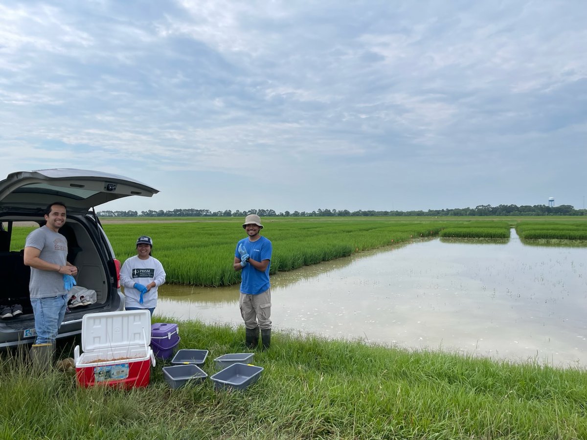 LSU Phytobacteriology Lab tweet media