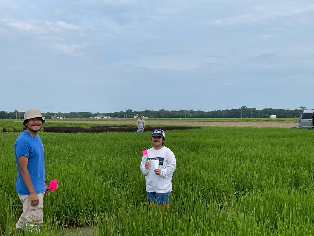 LSU Phytobacteriology Lab tweet media