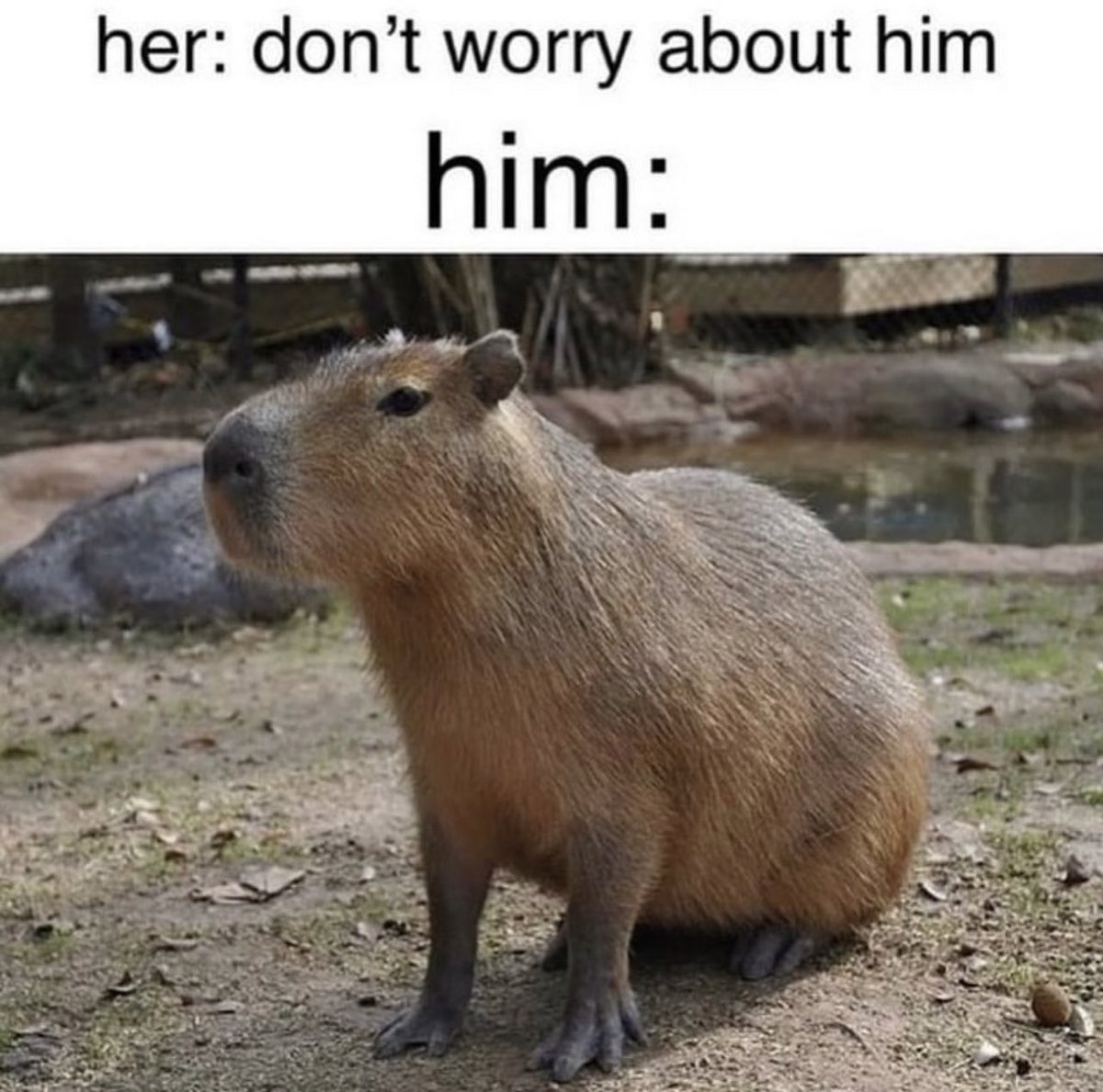 CAPYBARA MAN (@capybara_man) on Twitter photo 