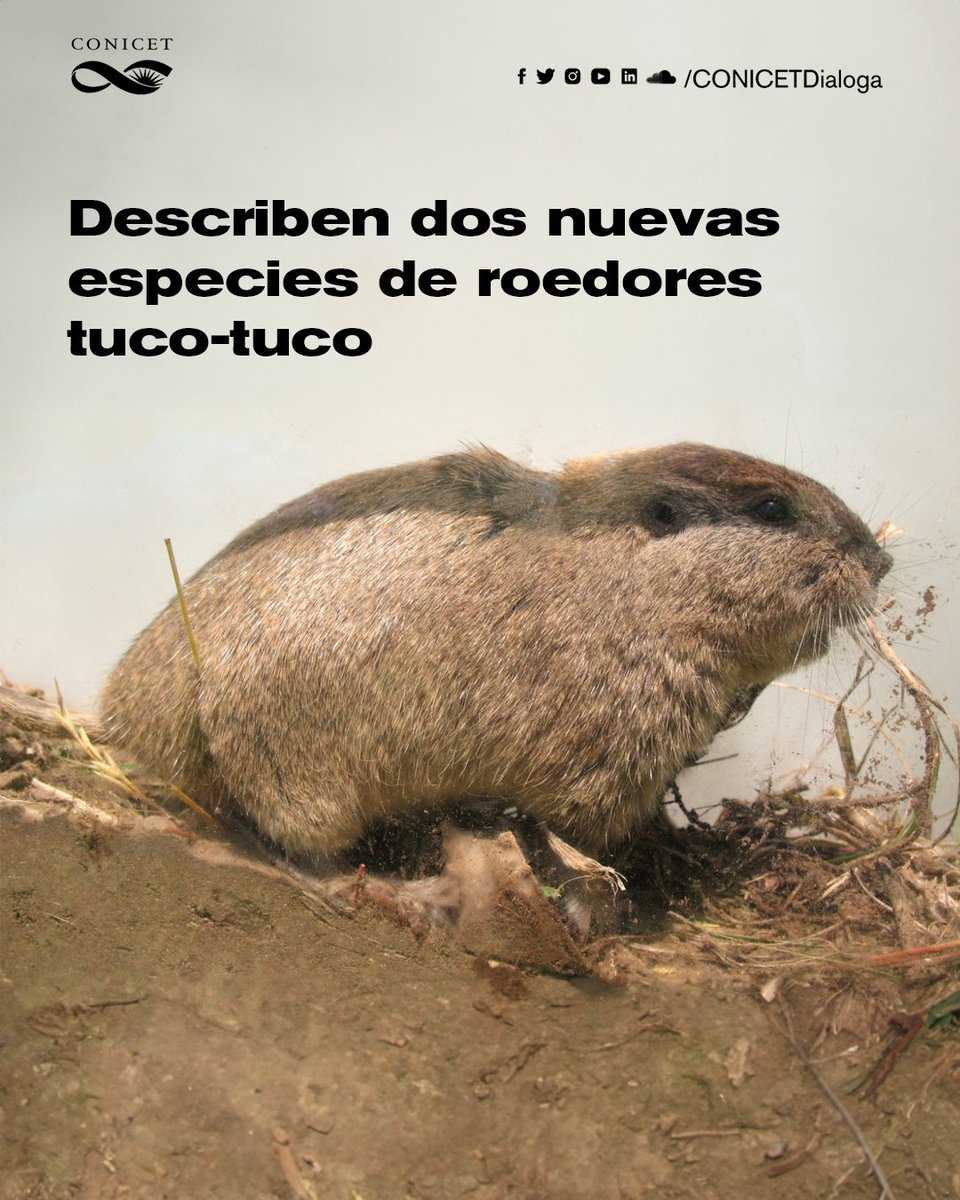 CONICETDialoga's tweet photo. 🔵Un equipo de investigación integrado por especialistas del CONICET describió dos nuevas especies de roedores subterráneos del género Ctenomys, conocidos popularmente como tuco-tucos.
✍️https://t.co/ccq0C63m1T
#CienciaArgentina https://t.co/c3kpNAqXGL