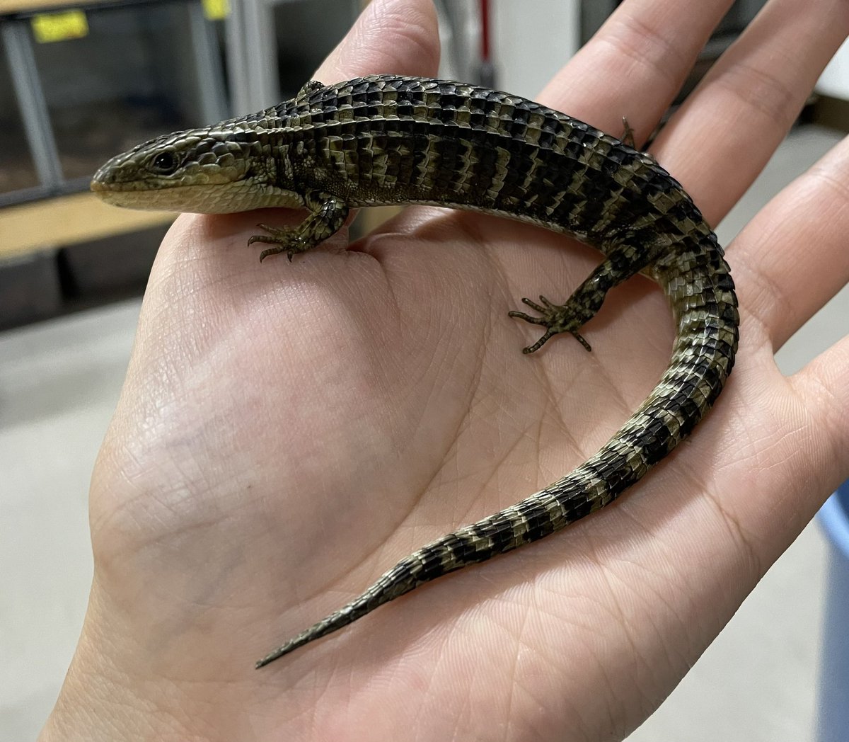 とかげページです❤️ ✨新着来てます✨ ・ラフネックアリゲーターリザード ・カワラ