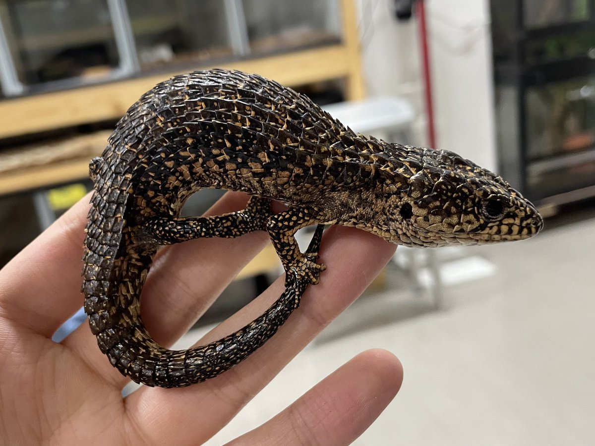 ✨新着来てます✨ ・ラフネックアリゲーターリザード ・カワラ