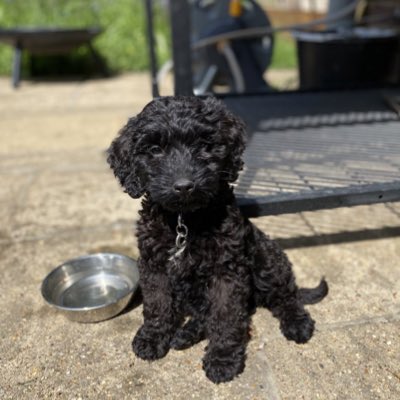 HugiTheCockapoo tweet picture
