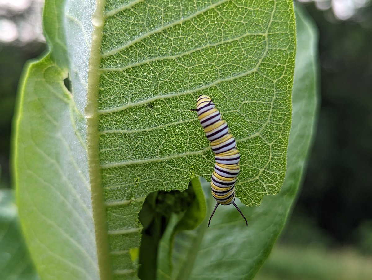 Friend in the garden this morning. 
🩶💛🤍