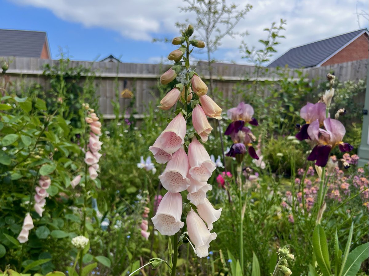 It’s the third spring/summer in the garden, and the first with quite so many foxgloves that I’ve grown from seed 😊 #gardening #flowers #plants