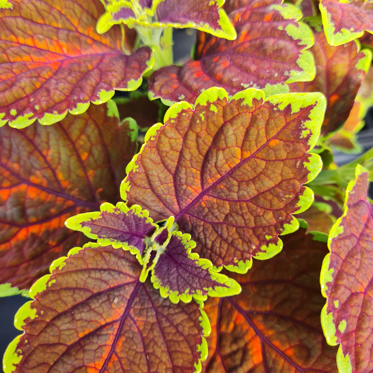 Why not add some Coleus to your containers or mixed beds this summer?  These low-maintenance plants have unusual coloured foliage that  contrasts brilliantly against the green that many other plants have.