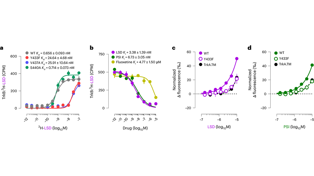 The psychedelic drugs LSD and psilocin bind to a specific receptor that is shown to induce antidepressant effects, according to a paper in <a href="/NatureNeuro/">Nature Neuroscience</a>. The findings could lead to new compounds to treat depression in humans without causing hallucinations. go.nature.com/3oLhNjU