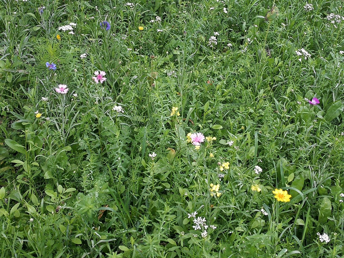 Senderuelos tweet media