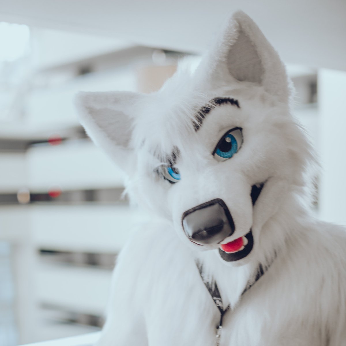 Blaze 🐺 tweet media