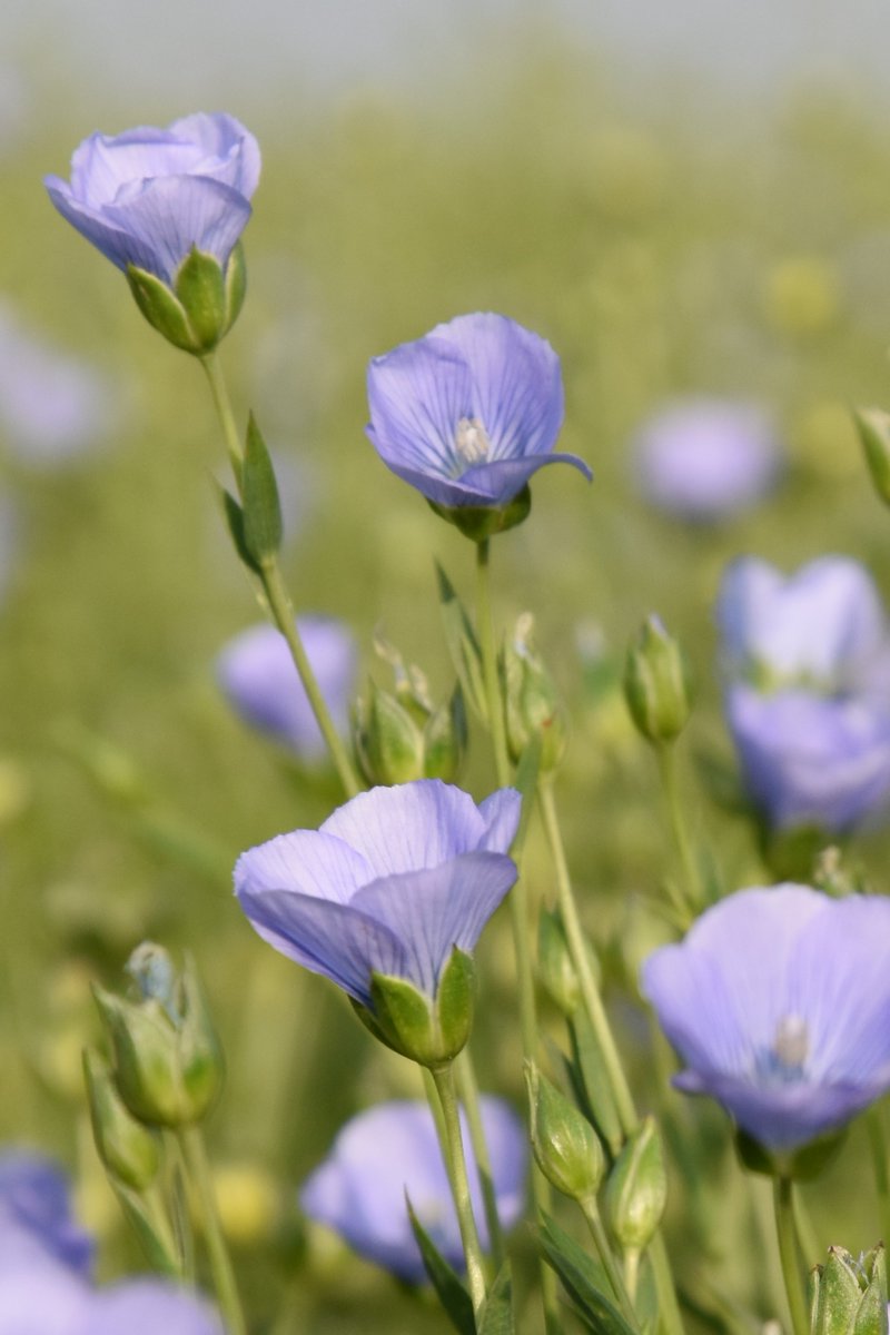 Les équipes <a href="/Arvalisofficiel/">ARVALIS</a> vous proposent 2⃣ dates de visite des essais lin fibre🌱
Région <a href="/hautsdefrance/">Région Hauts-de-France</a> 
📅 16 juin 
📍Villers-St-Christophe (02)
➡️vu.fr/UivE

Région <a href="/RegionNormandie/">Région Normandie</a> 
📅21 juin 
📍Ecardenville-La-Campagne (27)
➡️vu.fr/yNyjv