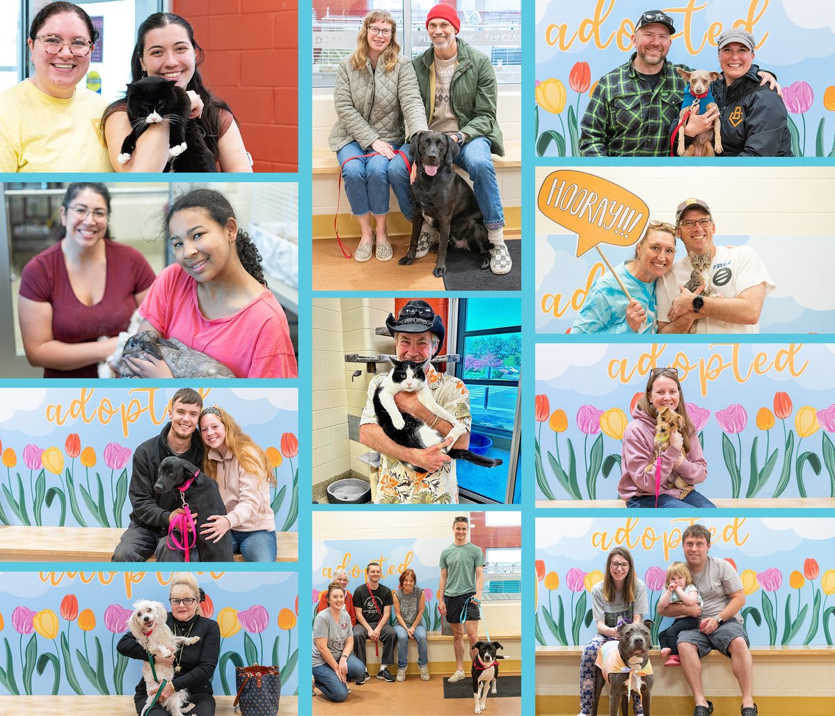 We are jumping into June with joy as we celebrated over 250 adoptions last month! 
140 cats, 96 dogs, 11 rabbits, 6 critters, and 4 birds all meowed, barked, hopped, squeaked, and tweeted their way into happy homes! #adopted
