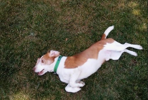 LolaPatolla's tweet photo. Pals!!!
Sundance has made it to his new CA home!!!
He is doing well and settling in! 🥰♥️♥️♥️ https://t.co/aPu8AiMsf8