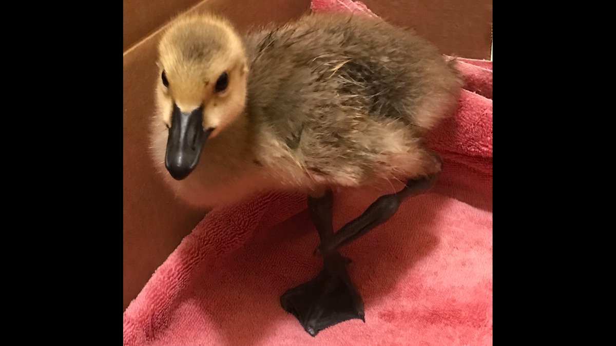 I just rescued this poor baby gosling who severely injured his left leg, was dragging himself in the soil & got left behind from his parents. Just dropped him off at vet & then rehab. ☹️🙏🐥