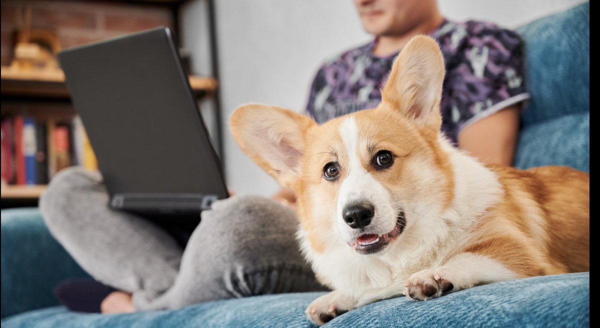 When the only Doge your hooman is interested in is Dogesats on Bitcoin…