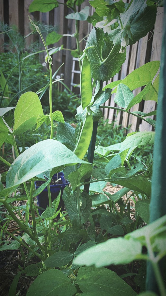 ChiefDeleono's tweet photo. Oregon Giant Snow Peas coming through. https://t.co/RAQcgccGJk