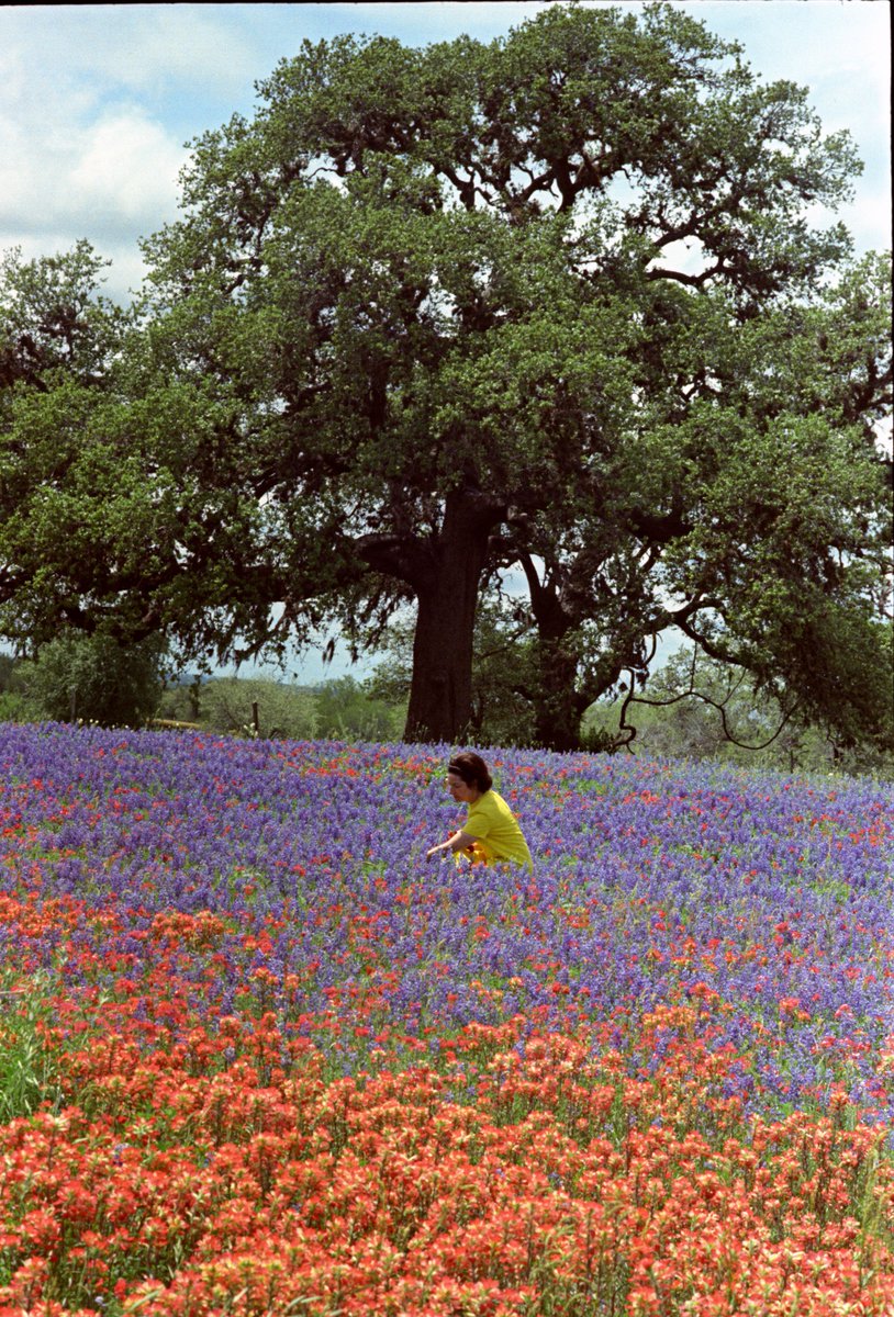 #DidYouKnow: 200+ environmental laws were passed during the #JohnsonAdministration, many of which are credited to #LadyBird's work. 🌳🌺🌎☀️

Learn more about Lady Bird's work with conservation and the environment: ladybirdjohnson.org

#WorldEnvironmentDay

<a href="/WildflowerCtr/">Wildflower Center</a>