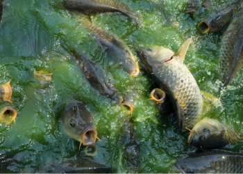 Hendar_K07's tweet photo. 🐟 Dapatkan tips sukses pembesaran ikan mas: persiapan kolam, pemilihan bibit, pakan, pemeliharaan, hingga panen. Klik 👉 https://t.co/pOIsooA6Ca #PembesaranIkanMas #BibitIkanMas #PakanIkanMas #PemeliharaanIkanMas #PeternakIkanMas #TipsIkanMas #IkanMasSukses #BudidayaIkanMas 🐠 https://t.co/ACCgc5c9VJ