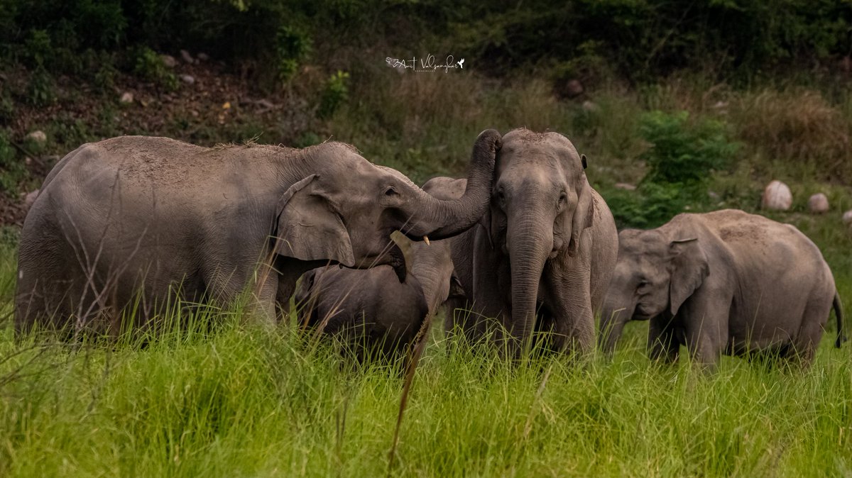 Elephant Family 
#elephants #elephant #wildlife #elephantlover #animals #nature #babyelephants  #IndiAves #elephantfamily #asianelephants #wildlifephotography #photography #safari #elephantbaby #travel #natgeowild #natgeoyourshot #natgeoindia #natgeo #ThePhotoHour @WeNaturalists