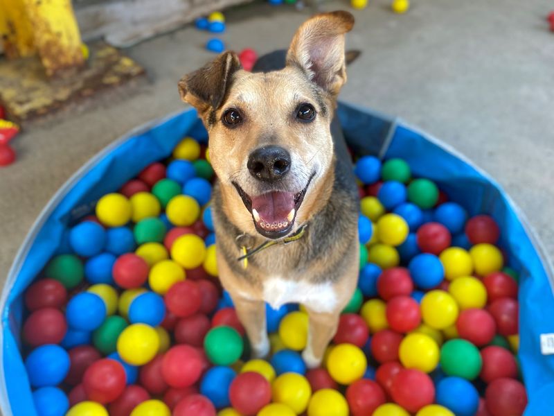 AdoptionsUk's tweet photo. Please retweet to help Rania find a home #GLASGOW #SCOTLAND #UK 

Large Cross breed aged 5-7. She may not have lived in a home before and is looking for an adult home to go on with training.  She needs to the only pet in the home. 

DETAILS or APPLY👇 https://t.co/Cjd35dOXgl https://t.co/NXL81HS3Jp
