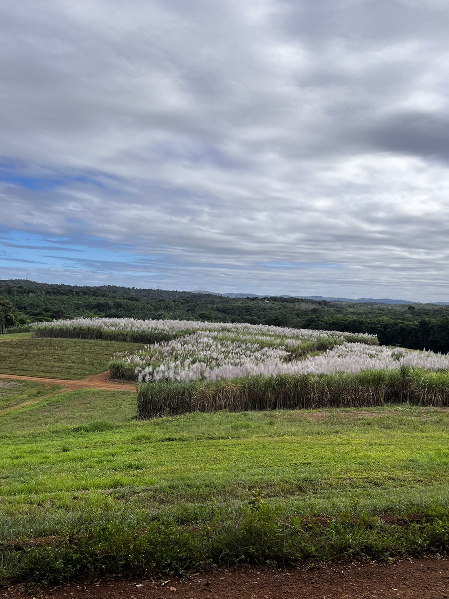Claudio Fernandes, Ph. D. 🧬🌱 tweet media