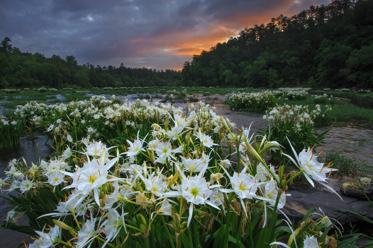 The rare and haunting Cahaba lily demands your attention. The fleeting beauty of this unique and short-lived bloom occurs for a limited time in the spring but is well worth the trip to experience first-hand at Cahaba River National Wildlife Refuge. #GreatOutdoorsMonth