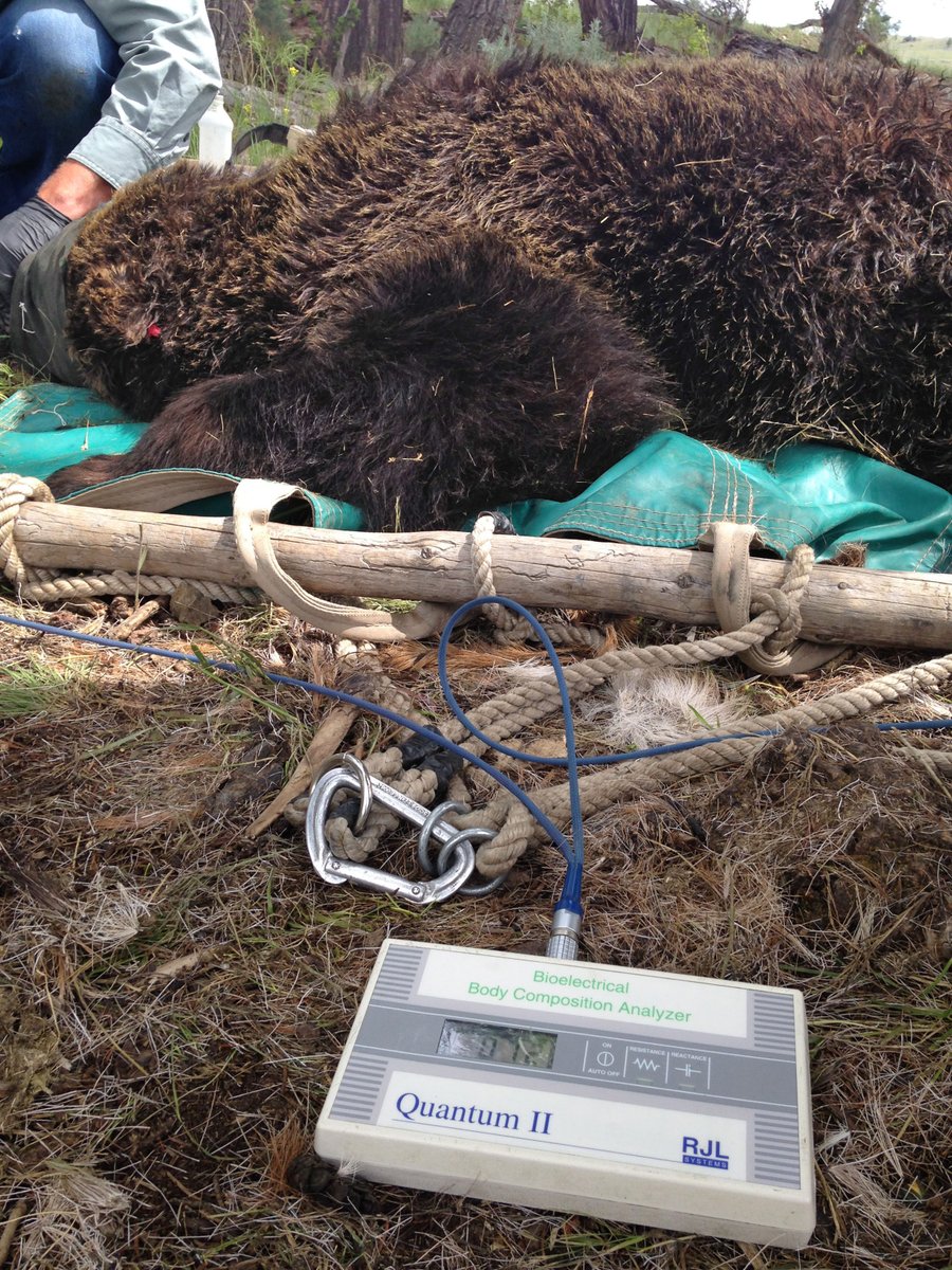 Grizzlies in the Greater Yellowstone Ecosystem are able to maintain their fat stores despite a reduction in foods, a recent <a href="/USGS_MT/">USGS in Montana</a> study found. billingsgazette.com/outdoors/yello…