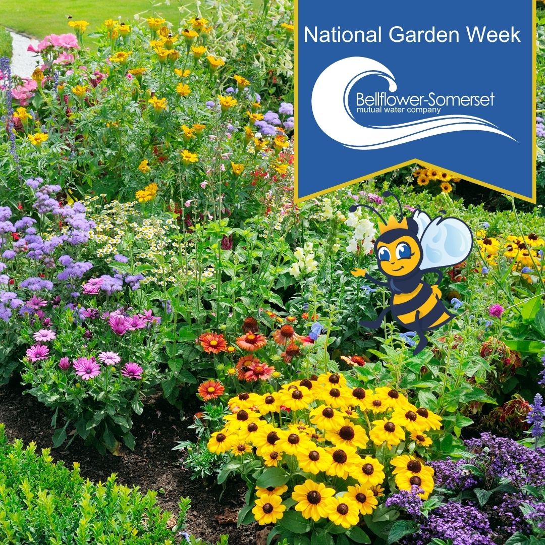 #DidYouKnow Plants like the white Matilija poppy, purple lavender, and maroon kangaroo paw are drought-resistant, ideal for dry climates, and help attract bees—which are vital for pollination. 
#NationalGardenWeek #BSMWC #DroughtTolerantPlants #WeBringLifeToOurCommunity