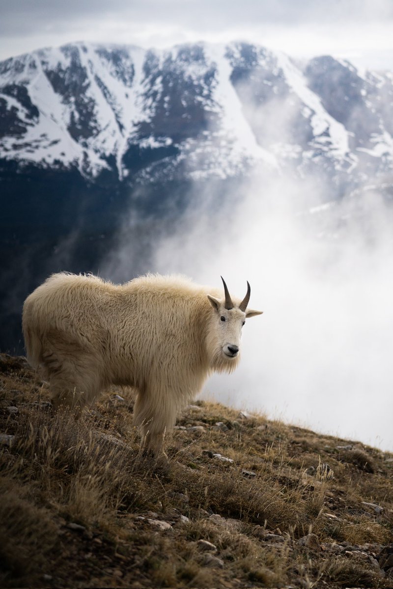 Welshman_P's tweet image. Call of the tundra