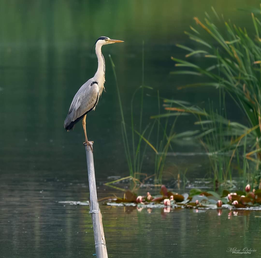 Travel_2Romania's tweet photo. Prin Delta Neajlovului (03.06.2023)
Delta Neajlovului sau Balta Comana se află în comuna #Comana din județul #Giurgiu, la aproximativ 35 km de București.
#omsystem #wildlife #birds
📸 Mihai Orboiu
#DiscoverRomania https://t.co/7wFLFUSTZU