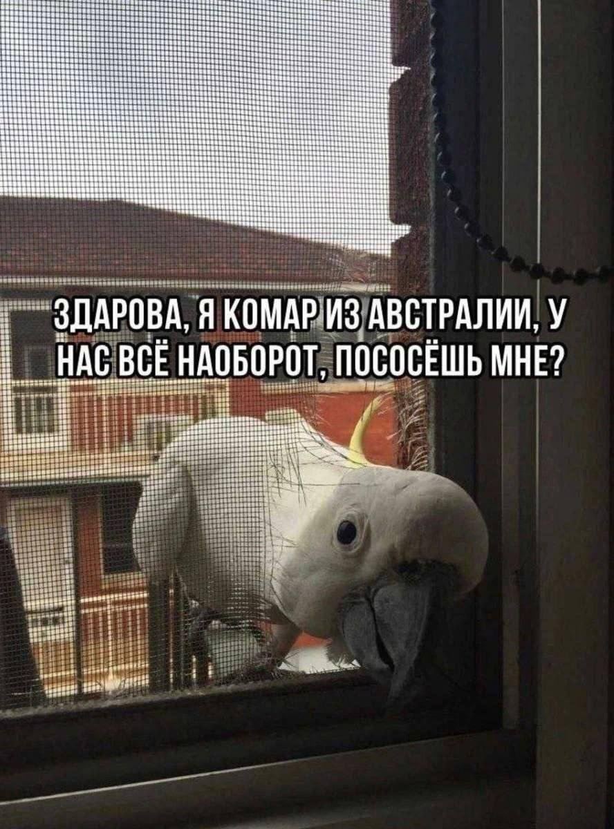 он забыл про второй мем