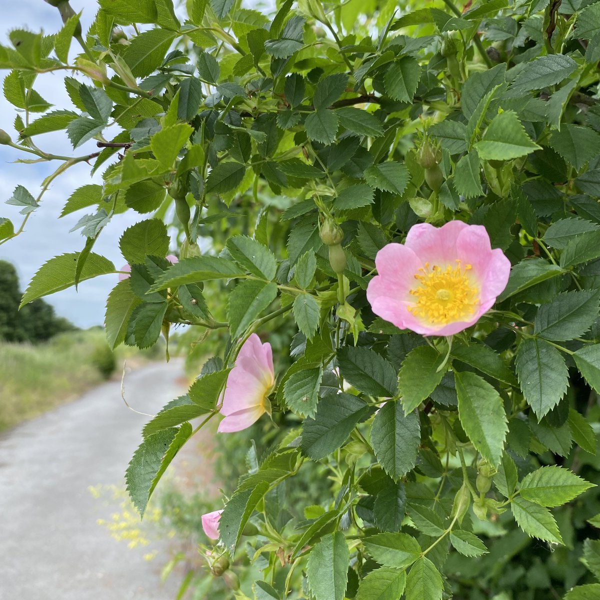 vrw123's tweet photo. Since it’s #WorldEnvironmentDay here are some random pops of colour from my walk today around @WarrenFarmNR in Ealing, west London🐞

#WarrenFarmNR #savewarrenfarm #ealing #biodiversity #wildflowerhour https://t.co/vAlipC5Edh