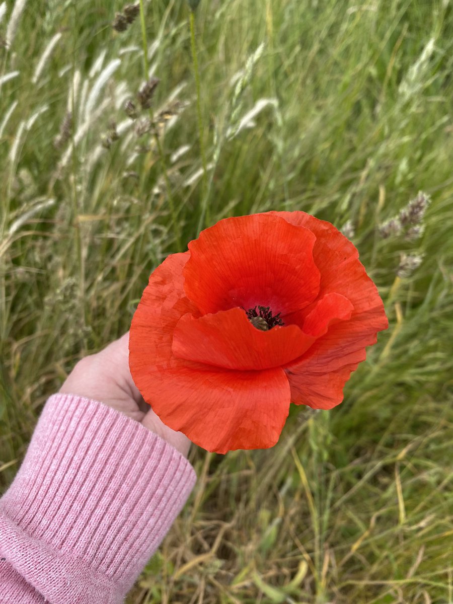 vrw123's tweet photo. Since it’s #WorldEnvironmentDay here are some random pops of colour from my walk today around @WarrenFarmNR in Ealing, west London🐞

#WarrenFarmNR #savewarrenfarm #ealing #biodiversity #wildflowerhour https://t.co/vAlipC5Edh