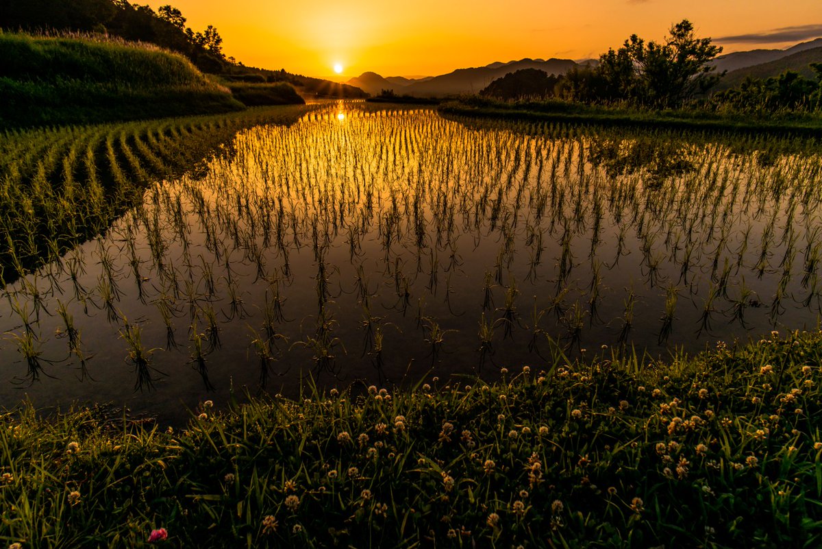 夜明けの水田

#奈良　
#宇陀市