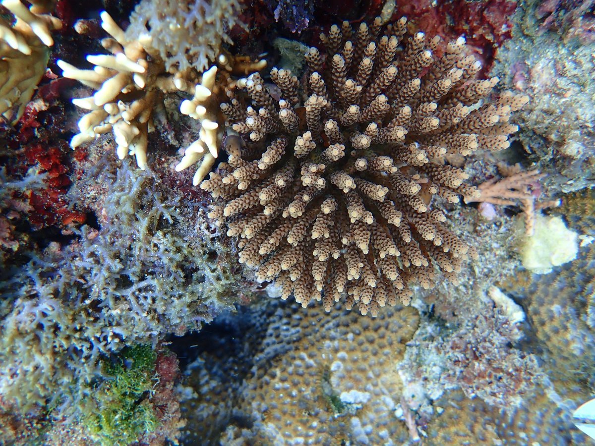 CrystalJMcRae's tweet photo. 📢🪸 New paper out looking at algal symbiont dynamics (genera &amp; photochemical efficiency) under non-stressed conditions. 15 month in-situ monitoring study assessing three coral species at reefs with different thermal histories in Taiwan. Paper link:
https://t.co/sjzUFMgIAV https://t.co/E1UFnIewCF