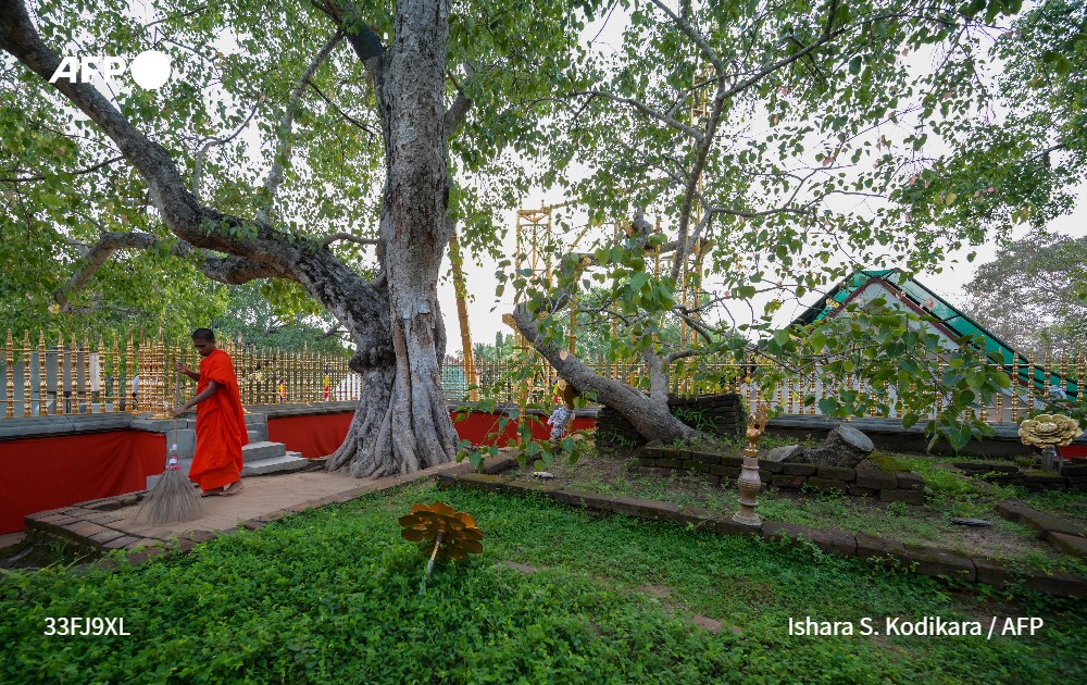 afpfr's tweet photo. L'arbre le plus sacré du Sri Lanka cible de fausses informations #AFP 
➡️ https://t.co/hL6qu2Wepp https://t.co/YzEF3DOA1R