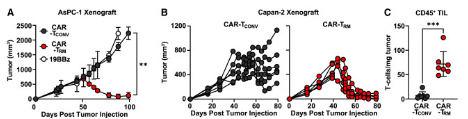 🚨NEW-Tissue-resident memory CAR T cells w stem-like characteristics display enhanced efficacy against solid &amp; liquid tumors. TGF-β-produced CAR-Trm harbor stem-like cells, could potentially persist, 🔼#'s differentiated resident memory progeny cells in tumors