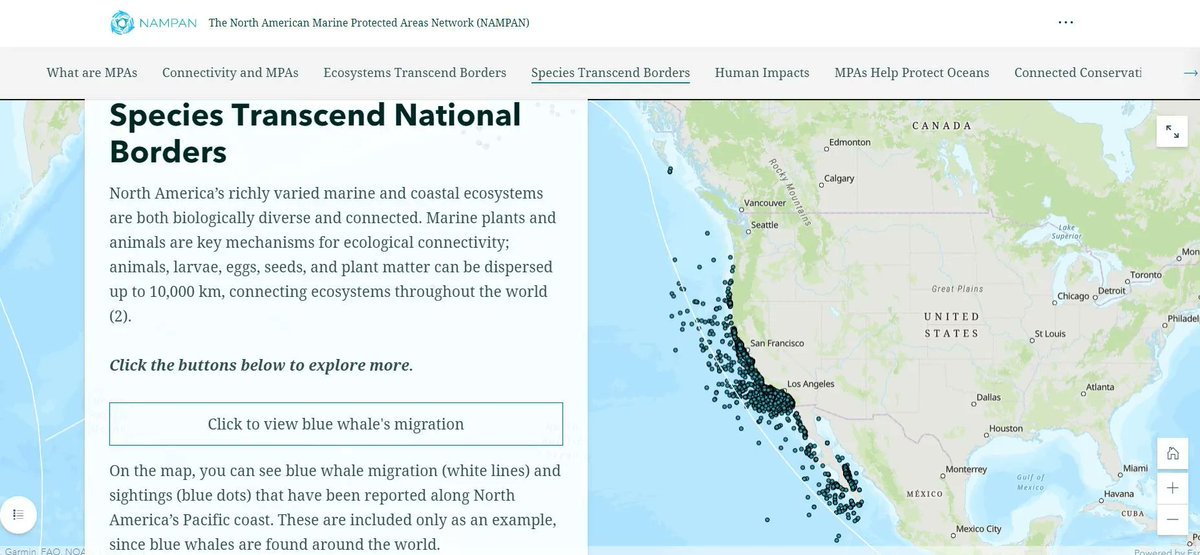 🗺️#MapMonday!🌊To celebrate #WorldOceanDay this week we’re highlighting the North American Marine Protected Areas Network (NAMPAN) StoryMap 🪸🐋🐢

Explore the #Map here:
👉bit.ly/3IDoH1B