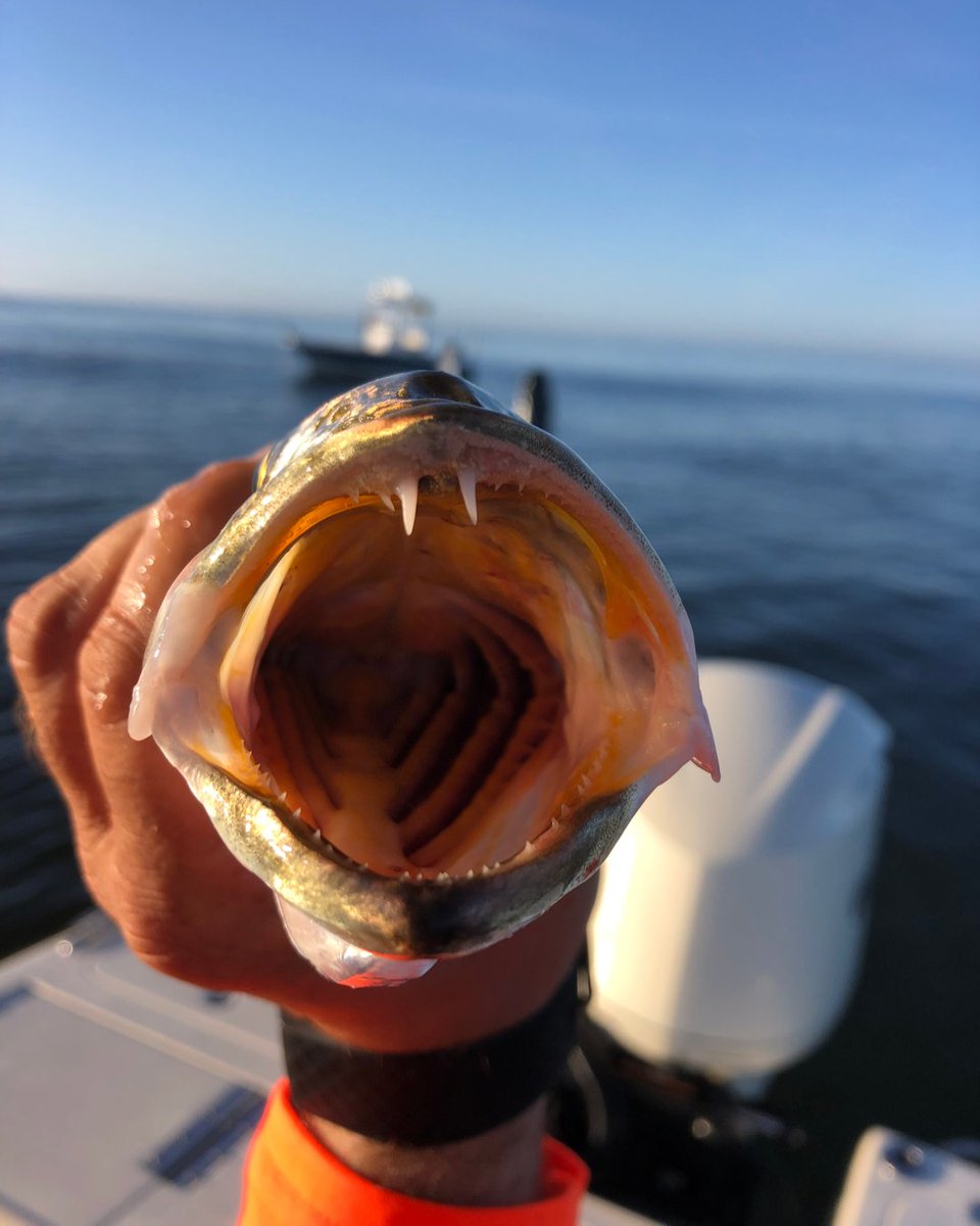 RAWWWRRR!! 

Happy Monday!😎 

#FishItWell #SimmsFishing #Pennfishing #Fenwickrods #scoutboats #yamahaoutboards #NorthMyrtleBeachFishingCharters #MyrtleBeachFishing #BerkleyFishing #DoaFishing #LittleRiverSC #VisitMyrtleBeach #SouthCarolinaFishing #InshoreFishing #lighttacklefi