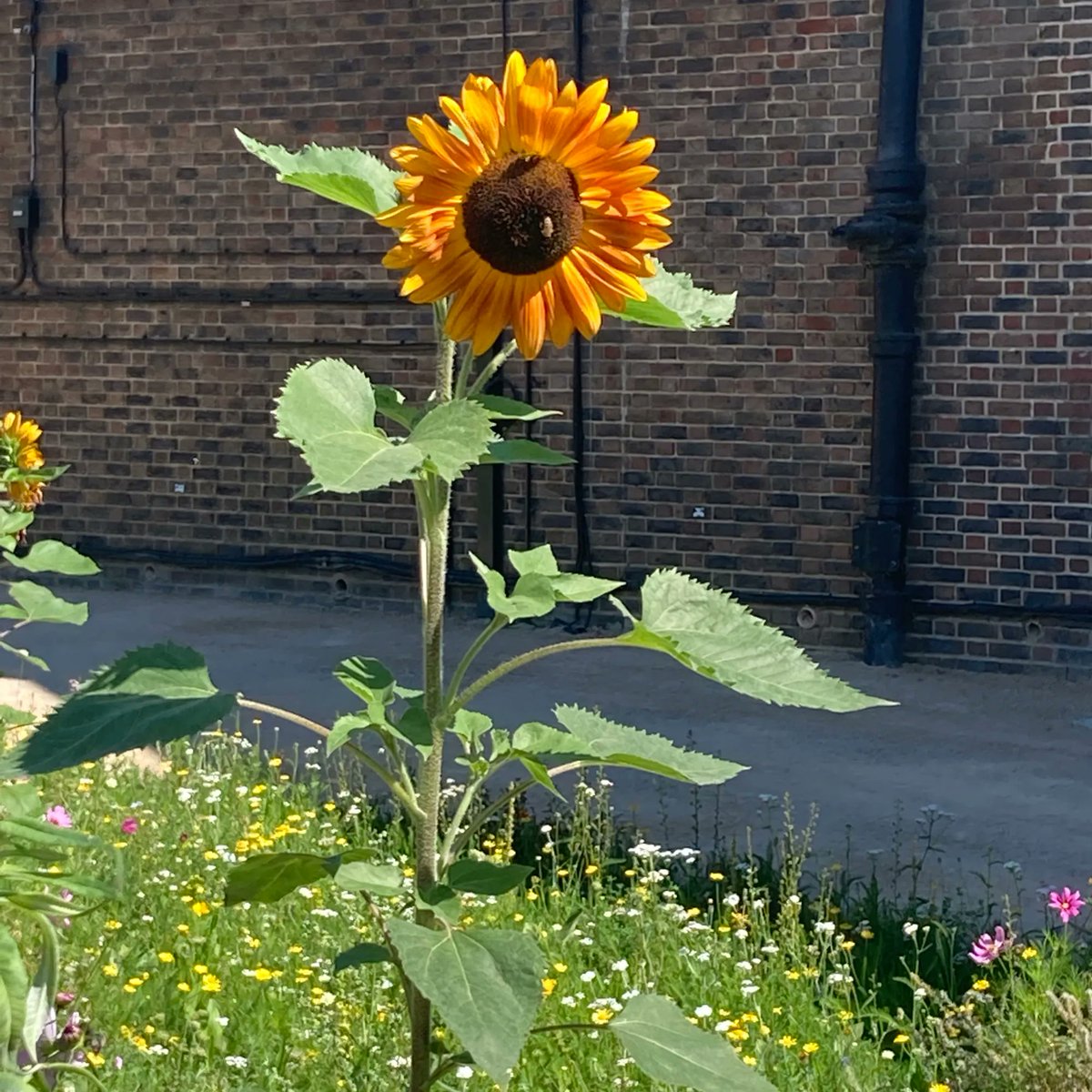 YesterdaysSt0ry's tweet photo. Have you planted your Rooted in History sunflower seed in a pot?
How is it doing?
Itโs now time to plant your sunflower outside!
#RootedInHistory #Gardening #Archives #GardeningArchives #YesterdaysStory https://t.co/KI6G0ExAql