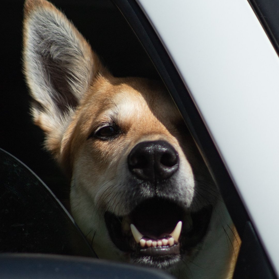 ❌#HeatKills ! 🐶🚗 
Don't ever leave your dog in the car 🚗 during warm weather, not even for a moment‼️ ❌ 
Please, never leave your dogs waiting in the car. Instead, ensure they stay at home 🏠❄️, safe and cool. 
For more information, please visit ➡️ bit.ly/HeatKillsFP