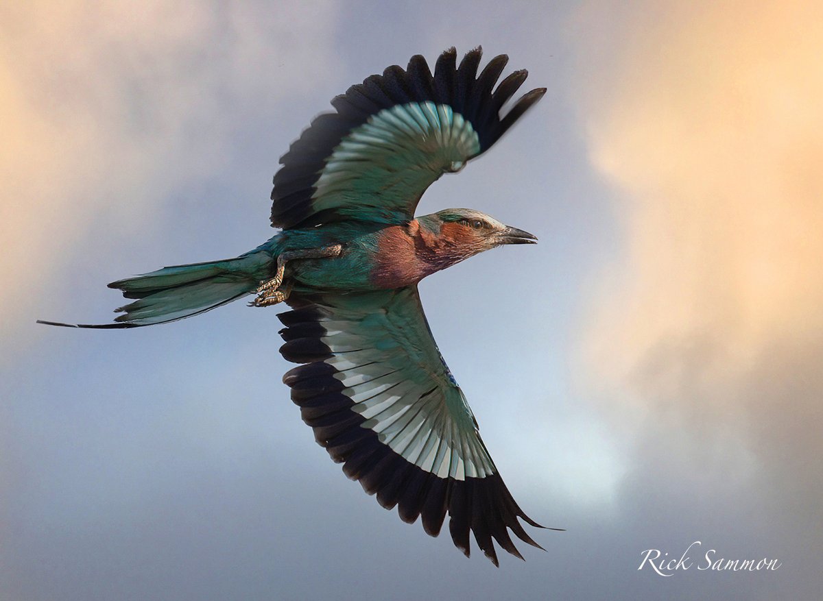 My favorite African bird: lilac breasted roller. Like bird photography? I have two @KelbyOne classes on my site: ricksammon.com/on-line-classes   @erikkuna @NANPA_news # @audubonsociety #birdsinflight