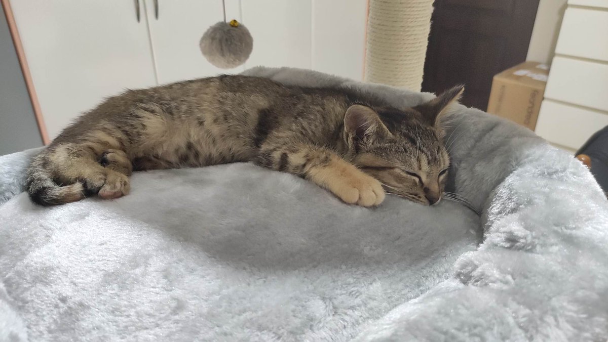 unonlus's tweet photo. #Bhea, 2 mesi e mezzo sverminata spulciata vaccinata e microchippata
Preferibilmente in casa con un gatto presente o adozione in coppia con un altro gattino perché è molto timida
info Paola 3272442669
#cercafamiglia https://t.co/GrBt4z4Xq9