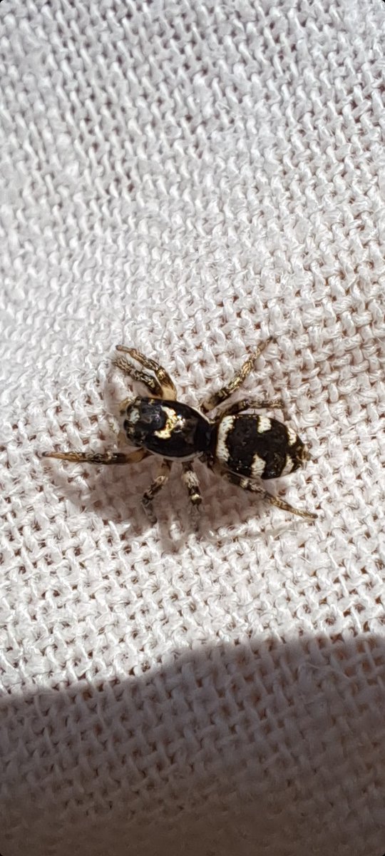 Day 5 of @30DaysWild and while having lunch in the garden, I looked down to find what I believe to be a zebra spider on my lap!! Awesome little creature! #30DaysWild @Natures_Voice #zebraspider #jumpingspider