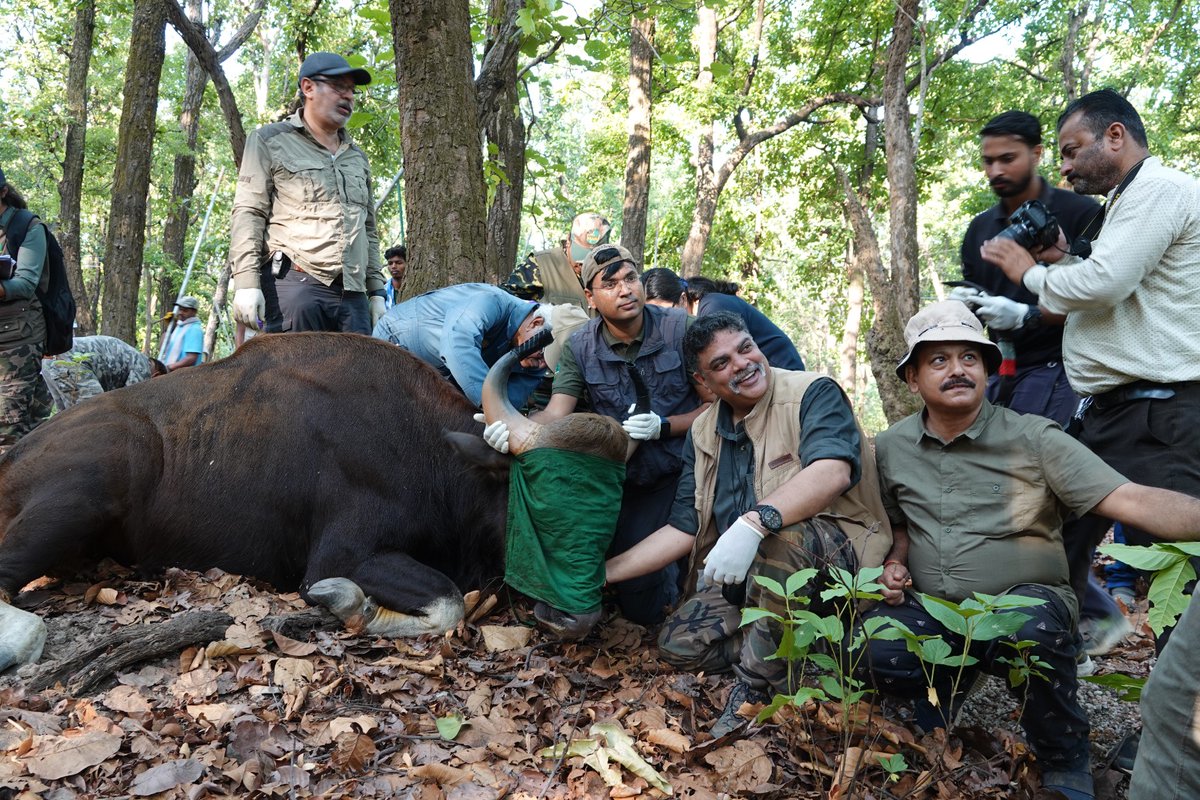 TrKanha's tweet image. कान्हा टाईगर रिजर्व में 05 जून 2023 को तीन नर एवं दो मादा कुल 05 गौर को सफलतापूर्वक कैप्चर किया जाकर संजय टाईगर रिजर्व, रवाना किया गया। 05 जून 2023 तक कुल 20 गौर सफलतापूर्वक प्रत्यास्थापन किया जा चुका है। #Bison
@wii_india 
@KrVijayShah 
@ntca_india 
@minforestmp 
@moefcc 
@mptfs