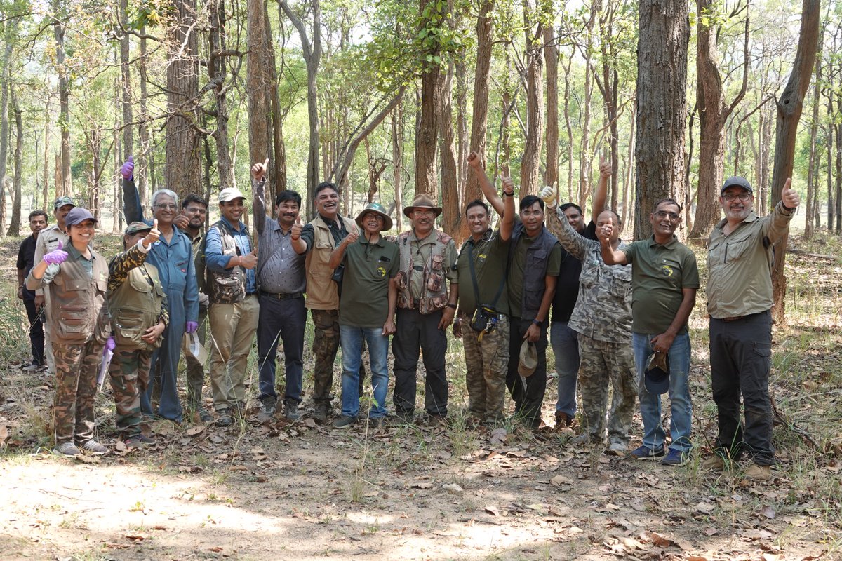 TrKanha's tweet image. कान्हा टाईगर रिजर्व में 05 जून 2023 को तीन नर एवं दो मादा कुल 05 गौर को सफलतापूर्वक कैप्चर किया जाकर संजय टाईगर रिजर्व, रवाना किया गया। 05 जून 2023 तक कुल 20 गौर सफलतापूर्वक प्रत्यास्थापन किया जा चुका है। #Bison
@wii_india 
@KrVijayShah 
@ntca_india 
@minforestmp 
@moefcc 
@mptfs