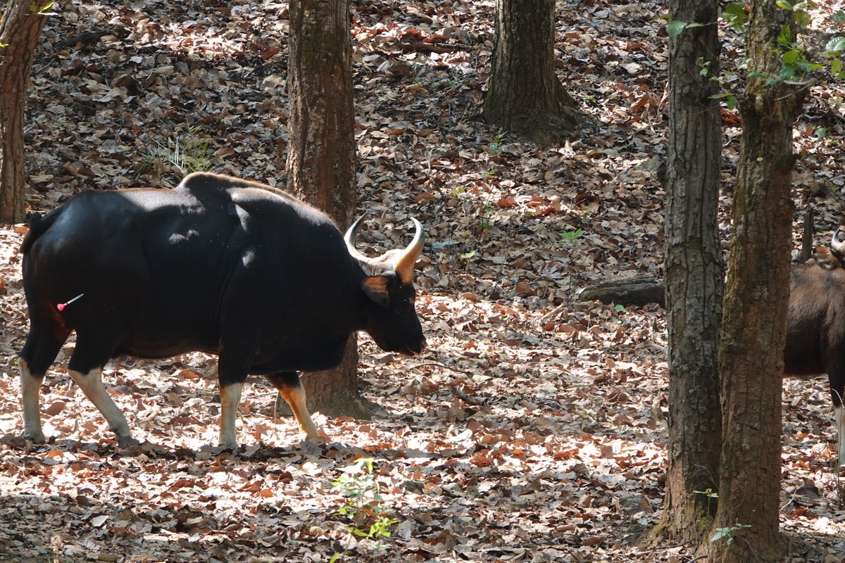 TrKanha's tweet image. कान्हा टाईगर रिजर्व में 05 जून 2023 को तीन नर एवं दो मादा कुल 05 गौर को सफलतापूर्वक कैप्चर किया जाकर संजय टाईगर रिजर्व, रवाना किया गया। 05 जून 2023 तक कुल 20 गौर सफलतापूर्वक प्रत्यास्थापन किया जा चुका है। #Bison
@wii_india 
@KrVijayShah 
@ntca_india 
@minforestmp 
@moefcc 
@mptfs