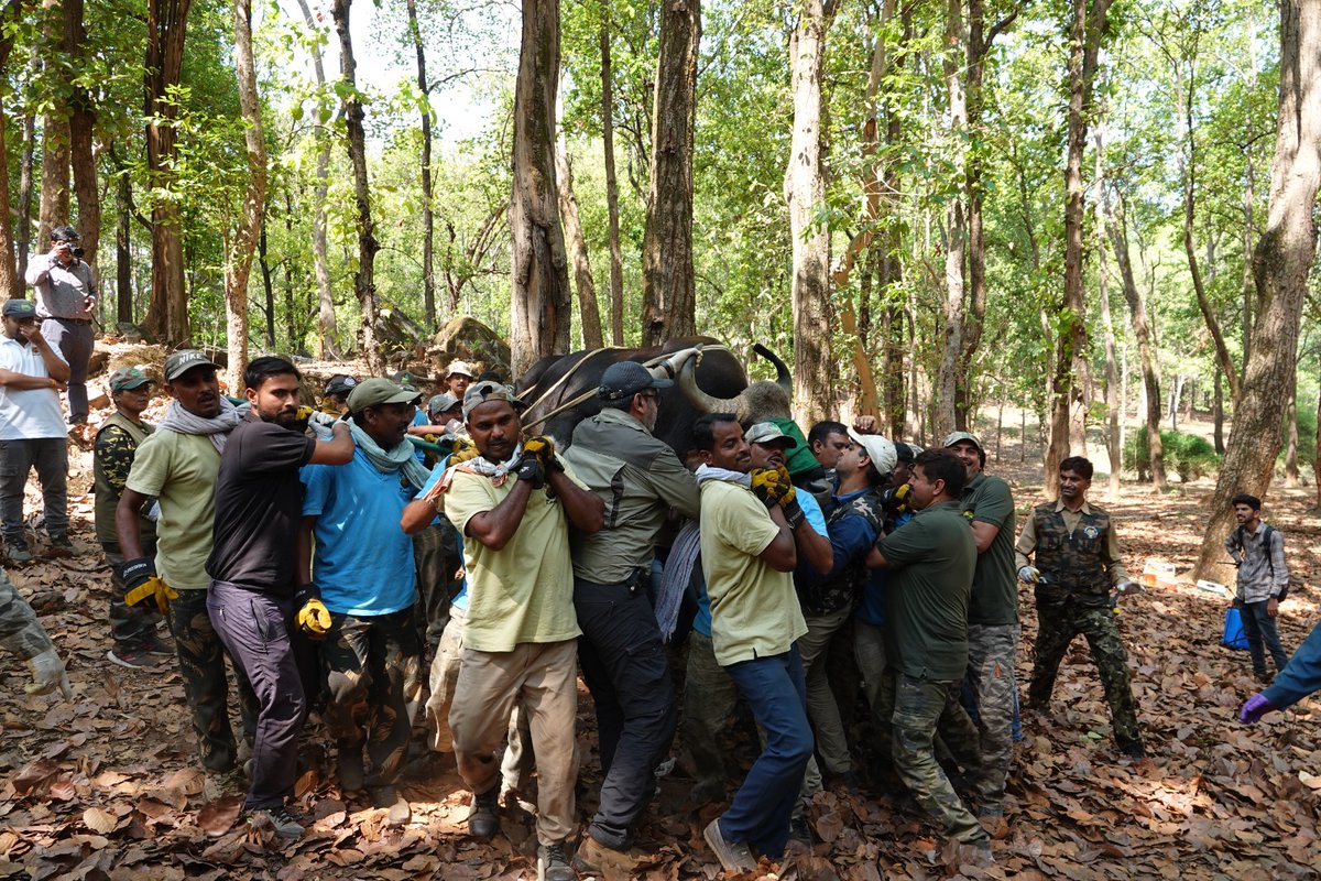Kanha Tiger Reserve (@trkanha) on Twitter photo рдХрд╛рдиреНрд╣рд╛ рдЯрд╛рдИрдЧрд░ рд░рд┐рдЬрд░реНрд╡ рдореЗрдВ 05 рдЬреВрди 2023 рдХреЛ рддреАрди рдирд░ рдПрд╡рдВ рджреЛ рдорд╛рджрд╛ рдХреБрд▓ 05 рдЧреМрд░ рдХреЛ рд╕рдлрд▓рддрд╛рдкреВрд░реНрд╡рдХ рдХреИрдкреНрдЪрд░ рдХрд┐рдпрд╛ рдЬрд╛рдХрд░ рд╕рдВрдЬрдп рдЯрд╛рдИрдЧрд░ рд░рд┐рдЬрд░реНрд╡, рд░рд╡рд╛рдирд╛ рдХрд┐рдпрд╛ рдЧрдпрд╛ред 05 рдЬреВрди 2023 рддрдХ рдХреБрд▓ 20 рдЧреМрд░ рд╕рдлрд▓рддрд╛рдкреВрд░реНрд╡рдХ рдкреНрд░рддреНрдпрд╛рд╕реНрдерд╛рдкрди рдХрд┐рдпрд╛ рдЬрд╛ рдЪреБрдХрд╛ рд╣реИред #Bison
<a href="/wii_india/">Wildlife Institute of India</a>
<a href="/KrVijayShah/">Dr. Kunwar Vijay Shah</a>
<a href="/ntca_india/">National Tiger Conservation Authority</a>
<a href="/minforestmp/">Department of Forest, MP</a>
<a href="/moefcc/">MoEF&CC</a>
<a href="/mptfs/">MP Tiger Foundation Society</a> рдХрд╛рдиреНрд╣рд╛ рдЯрд╛рдИрдЧрд░ рд░рд┐рдЬрд░реНрд╡ рдореЗрдВ 05 рдЬреВрди 2023 рдХреЛ рддреАрди рдирд░ рдПрд╡рдВ рджреЛ рдорд╛рджрд╛ рдХреБрд▓ 05 рдЧреМрд░ рдХреЛ рд╕рдлрд▓рддрд╛рдкреВрд░реНрд╡рдХ рдХреИрдкреНрдЪрд░ рдХрд┐рдпрд╛ рдЬрд╛рдХрд░ рд╕рдВрдЬрдп рдЯрд╛рдИрдЧрд░ рд░рд┐рдЬрд░реНрд╡, рд░рд╡рд╛рдирд╛ рдХрд┐рдпрд╛ рдЧрдпрд╛ред 05 рдЬреВрди 2023 рддрдХ рдХреБрд▓ 20 рдЧреМрд░ рд╕рдлрд▓рддрд╛рдкреВрд░реНрд╡рдХ рдкреНрд░рддреНрдпрд╛рд╕реНрдерд╛рдкрди рдХрд┐рдпрд╛ рдЬрд╛ рдЪреБрдХрд╛ рд╣реИред #Bison
<a href="/wii_india/">Wildlife Institute of India</a>
<a href="/KrVijayShah/">Dr. Kunwar Vijay Shah</a>
<a href="/ntca_india/">National Tiger Conservation Authority</a>
<a href="/minforestmp/">Department of Forest, MP</a>
<a href="/moefcc/">MoEF&CC</a>
<a href="/mptfs/">MP Tiger Foundation Society</a>